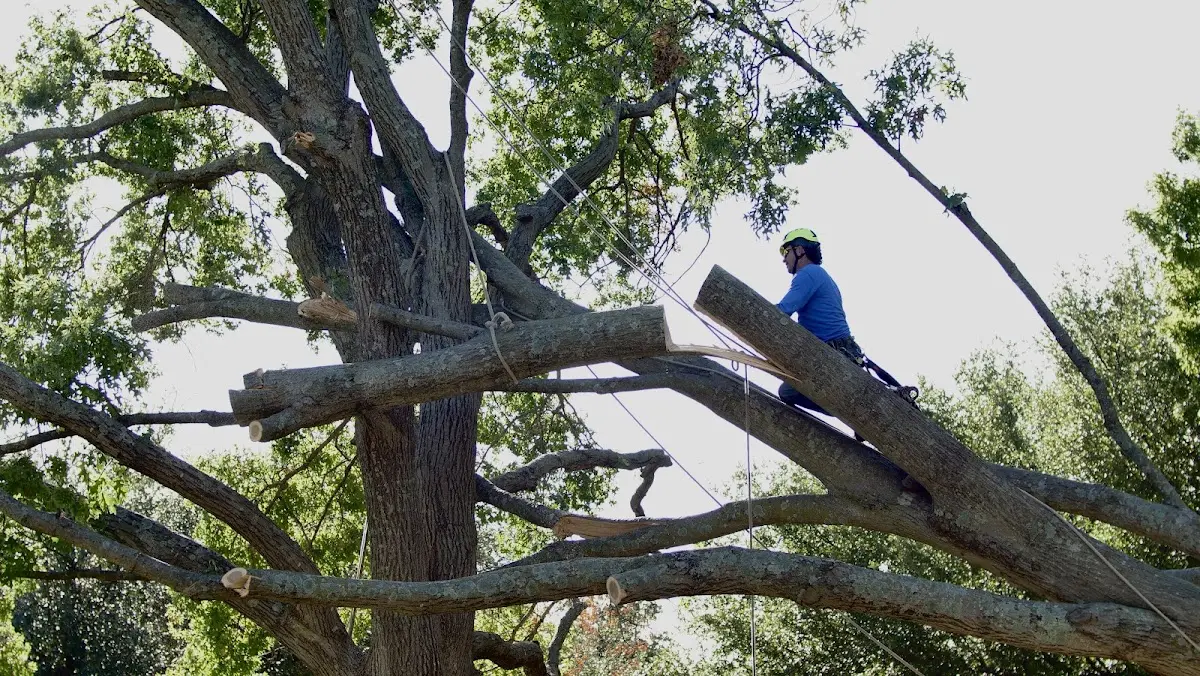 Professional Crown Thinning performed by certified arborists in Salineno